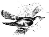 Cuckoo (Cuculus canorus), Heb.ShaChaPh